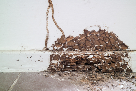 Signs of Termite Damage