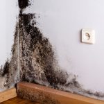 Black mold in home
