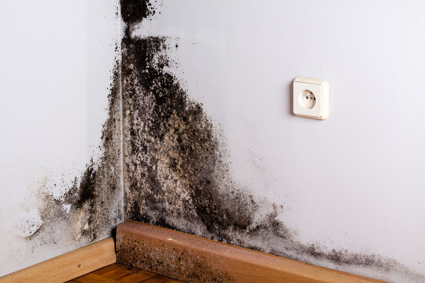 Black mold in home