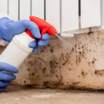 A person in blue gloves spraying chemicals on a mold-covered wall