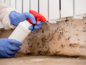 A person in blue gloves spraying chemicals on a mold-covered wall